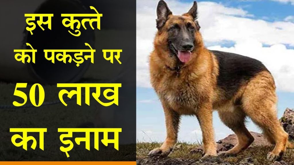 lalquilapost- dog 50 lakh enamm