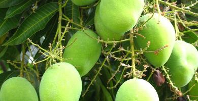 lalquilapost-kachha aam