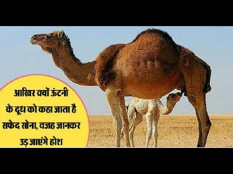 lalquilapost-mik by camel
