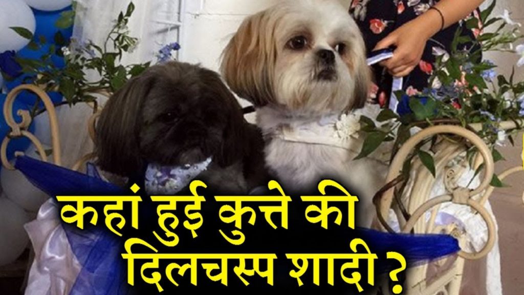 lalquilapost-shadi for dog