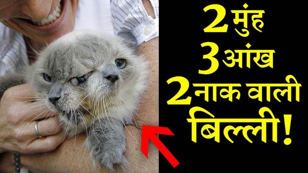 lalquilapost-cat