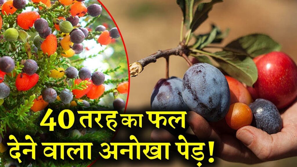 lalquilapost-40 type fruit in single tree