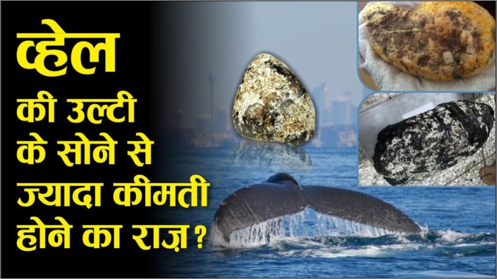 lalquilapost-व्हेल की उल्टी