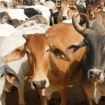 गुजरात में गोहत्या पर 3 लोगों को उम्रकैद,कोर्ट बोला- सजा नहीं, तो गोमाता विलुप्त हो जाएंगी…