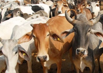 cow